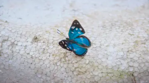 embed signage - digital signage software - carbon reduction - conservation-amazon-west