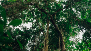 embed signage - digital signage software - carbon reduction - conservation-congo