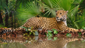 embed signage - digital signage software - carbon reduction - protection-peru-jaguar